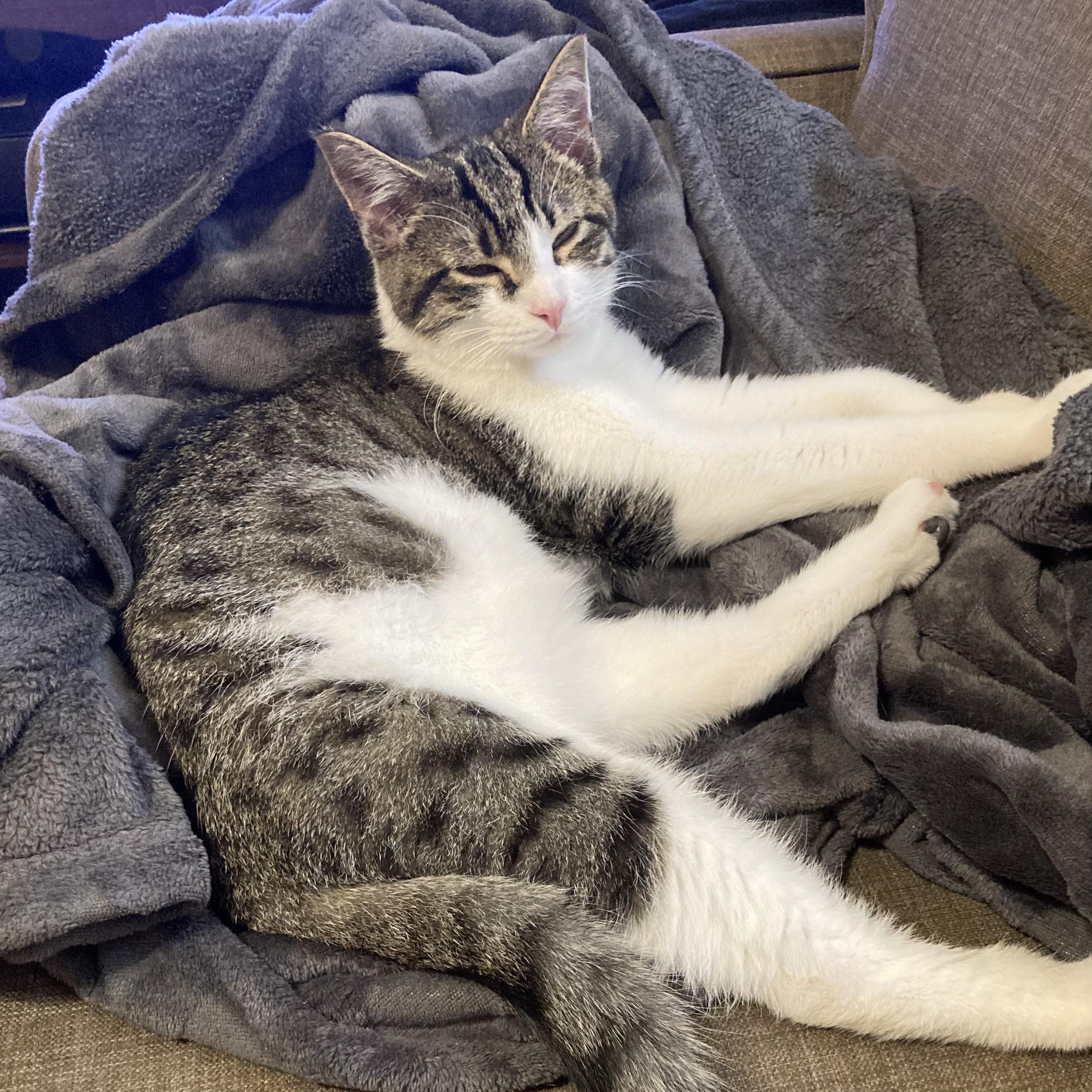 Enlarge Birch, an adoptable mixed breed in Libertyville, IL image 3/3