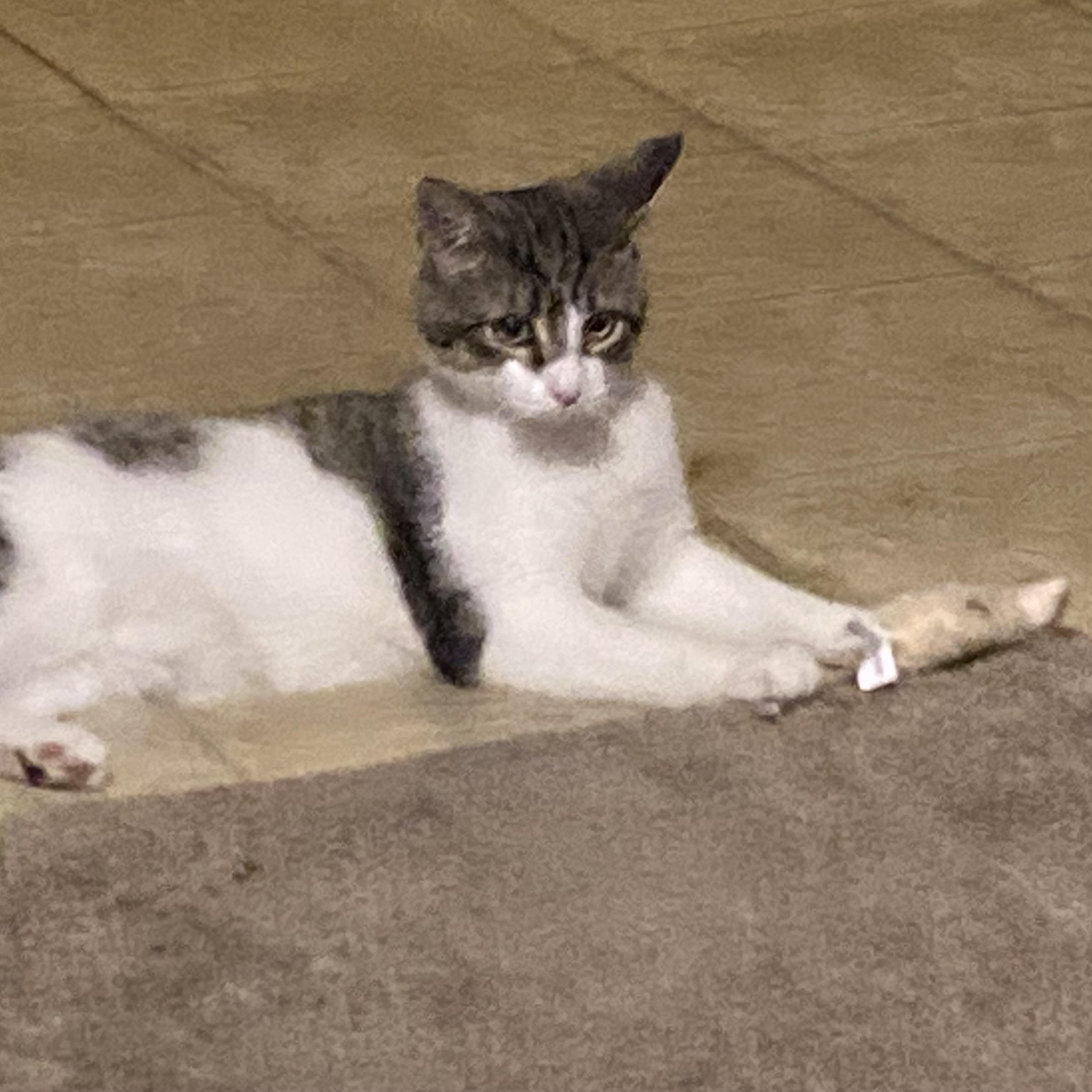 Enlarge Birch, an adoptable mixed breed in Libertyville, IL image 2/3