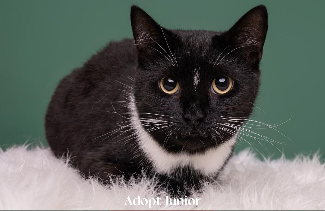 Junior, Adoptable, Young Male Domestic Short Hair.