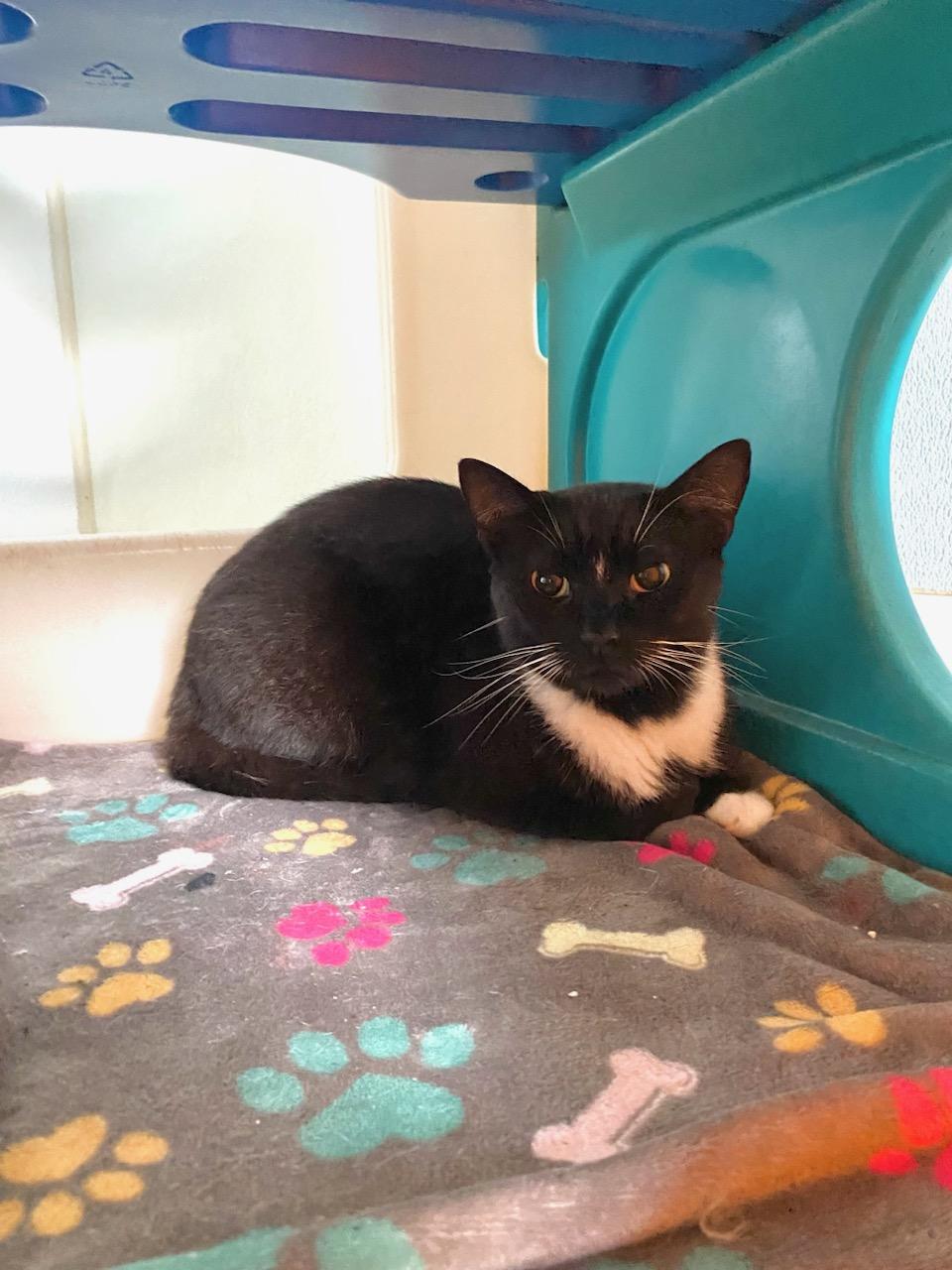 Junior, a Adoptable Domestic Short Hair in Burgaw, NC image 3/4