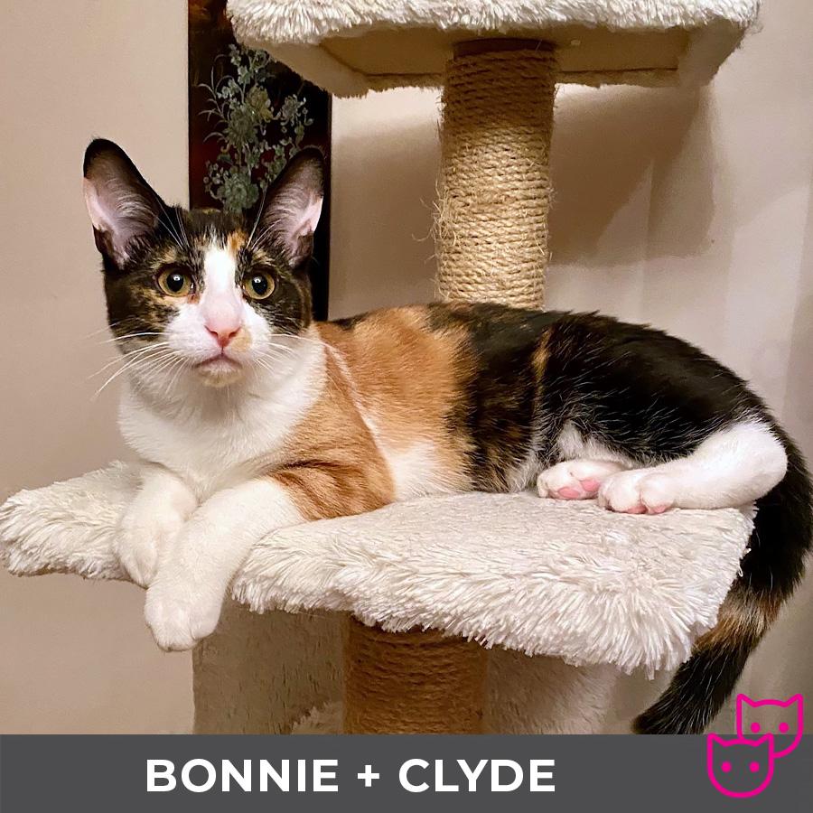 Clyde (bonded with Bonnie)