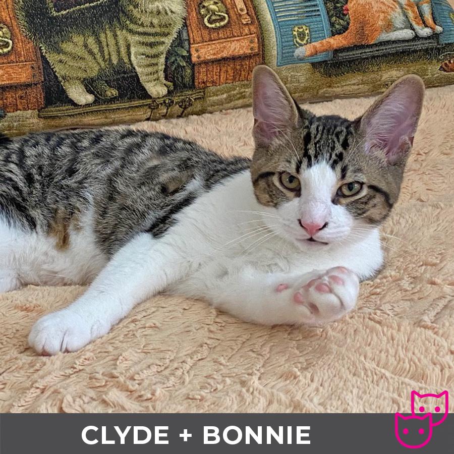Clyde (bonded with Bonnie)