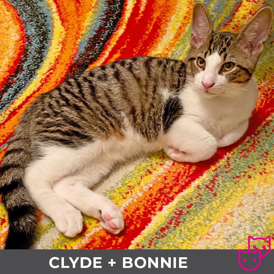 Clyde (bonded with Bonnie)