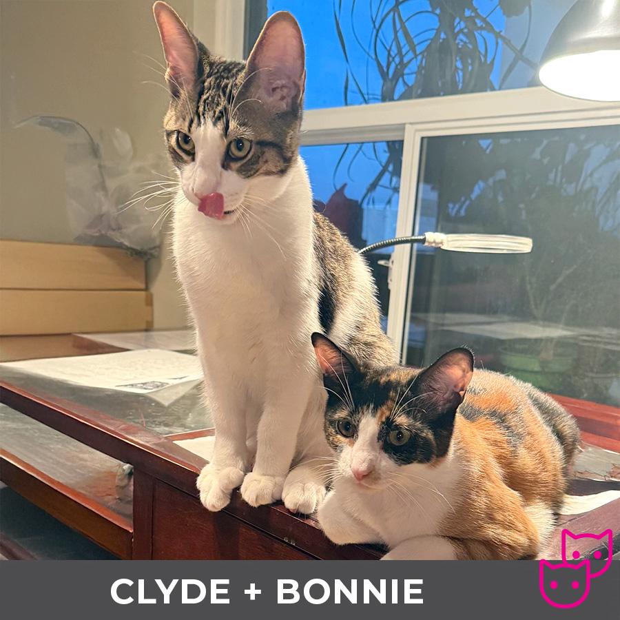 Clyde (bonded with Bonnie)