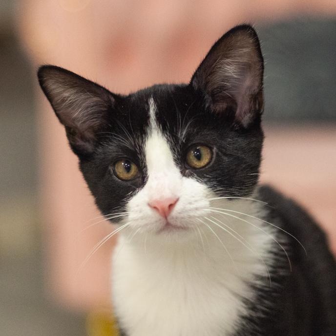 Napoli, Adoptable, Kitten Male Tuxedo.