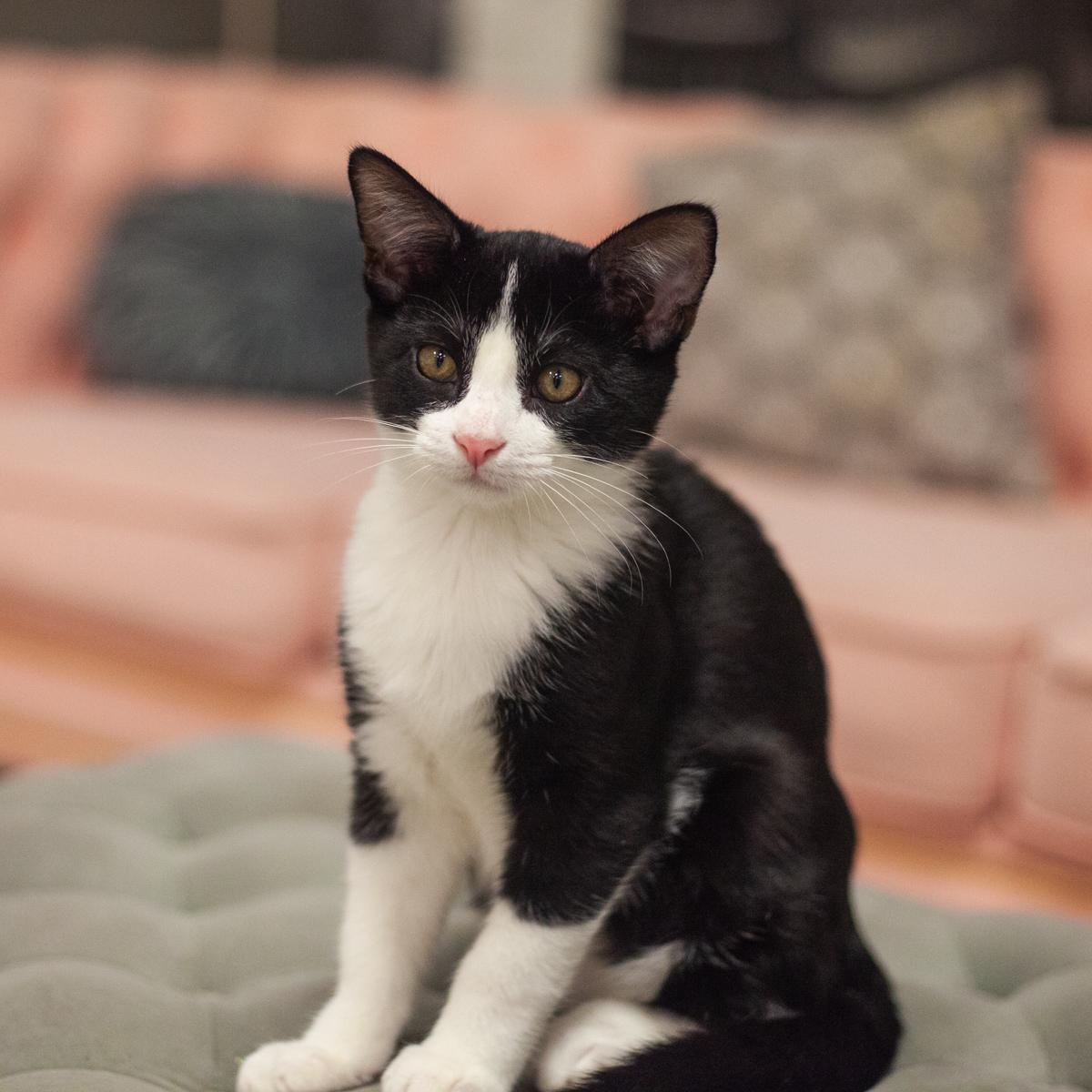 Napoli, a Adoptable Tuxedo in St. Augustine, FL image 3/5