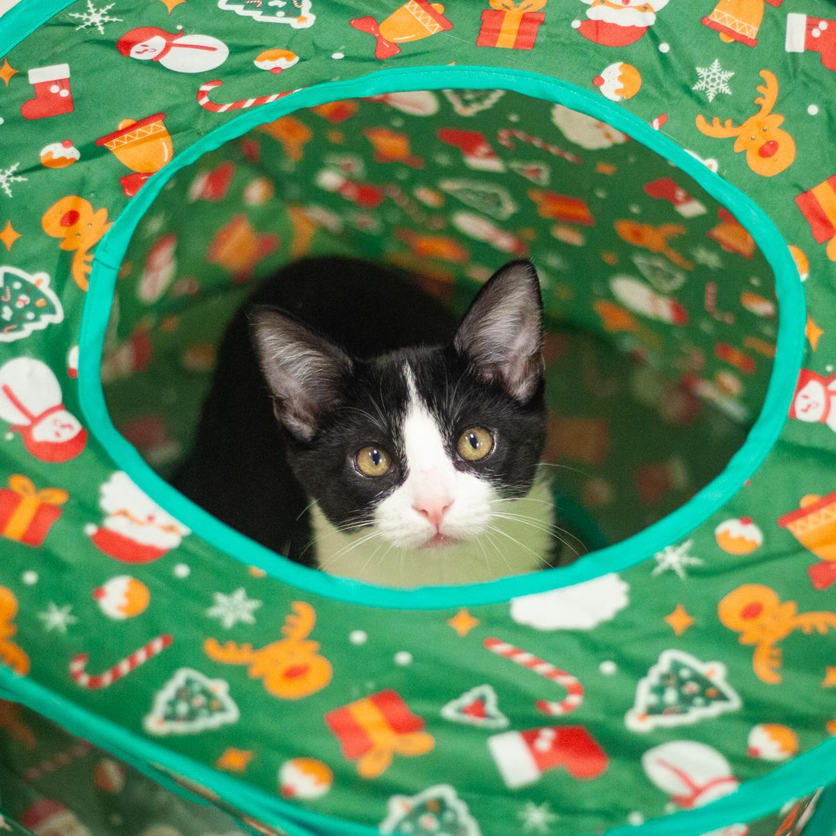Napoli, a Adoptable Tuxedo in St. Augustine, FL image 2/5