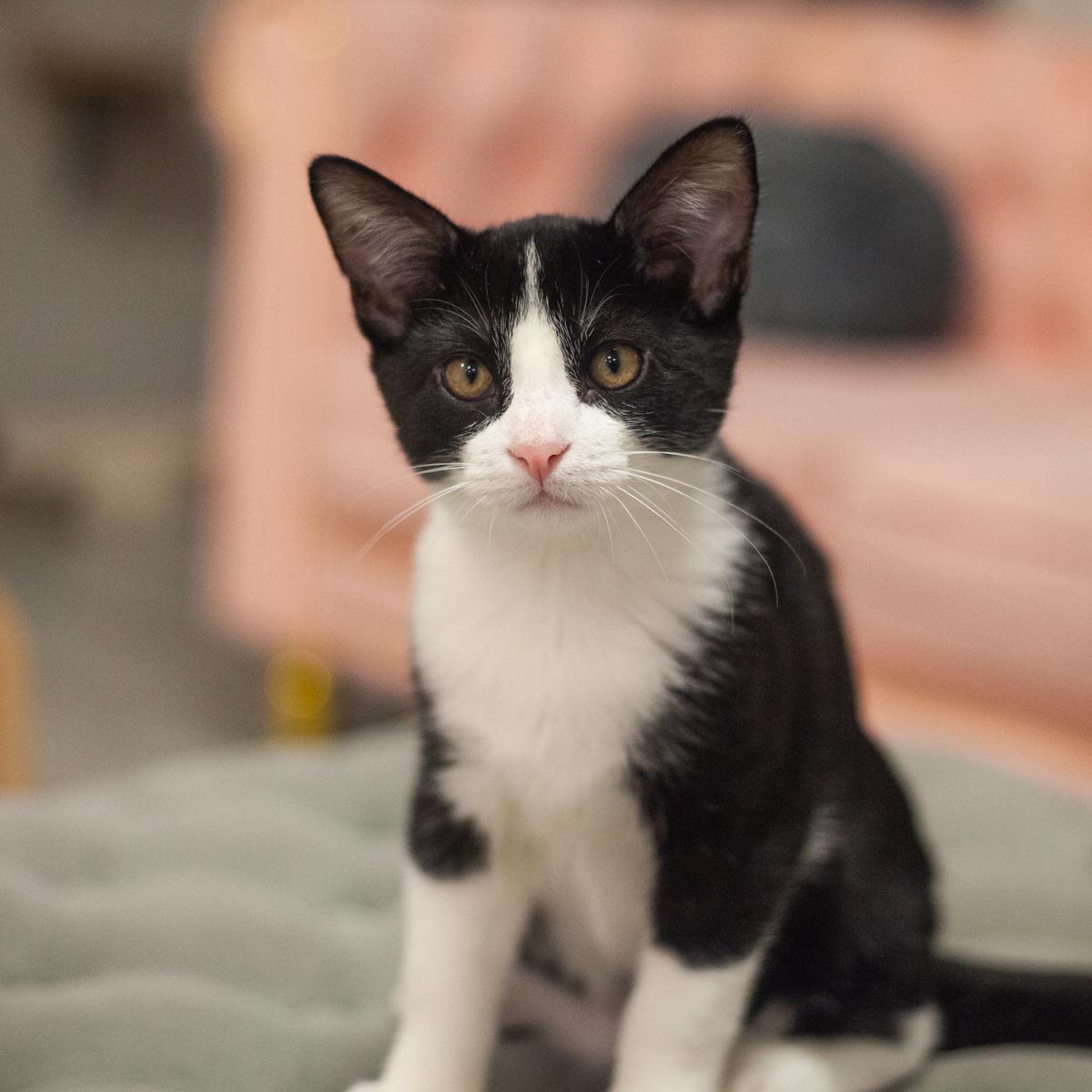 Napoli, a Adoptable Tuxedo in St. Augustine, FL image 4/5
