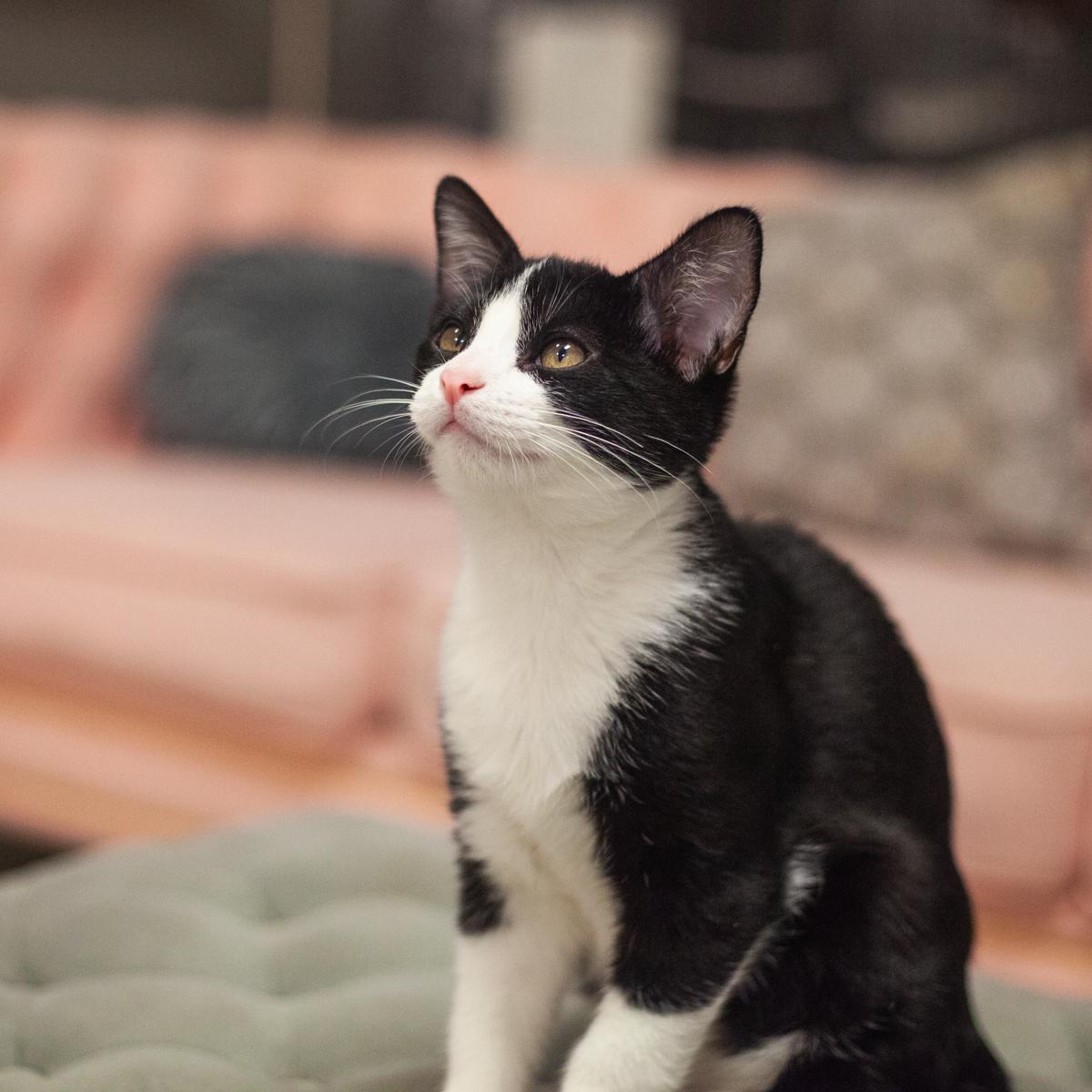 Napoli, a Adoptable Tuxedo in St. Augustine, FL image 5/5
