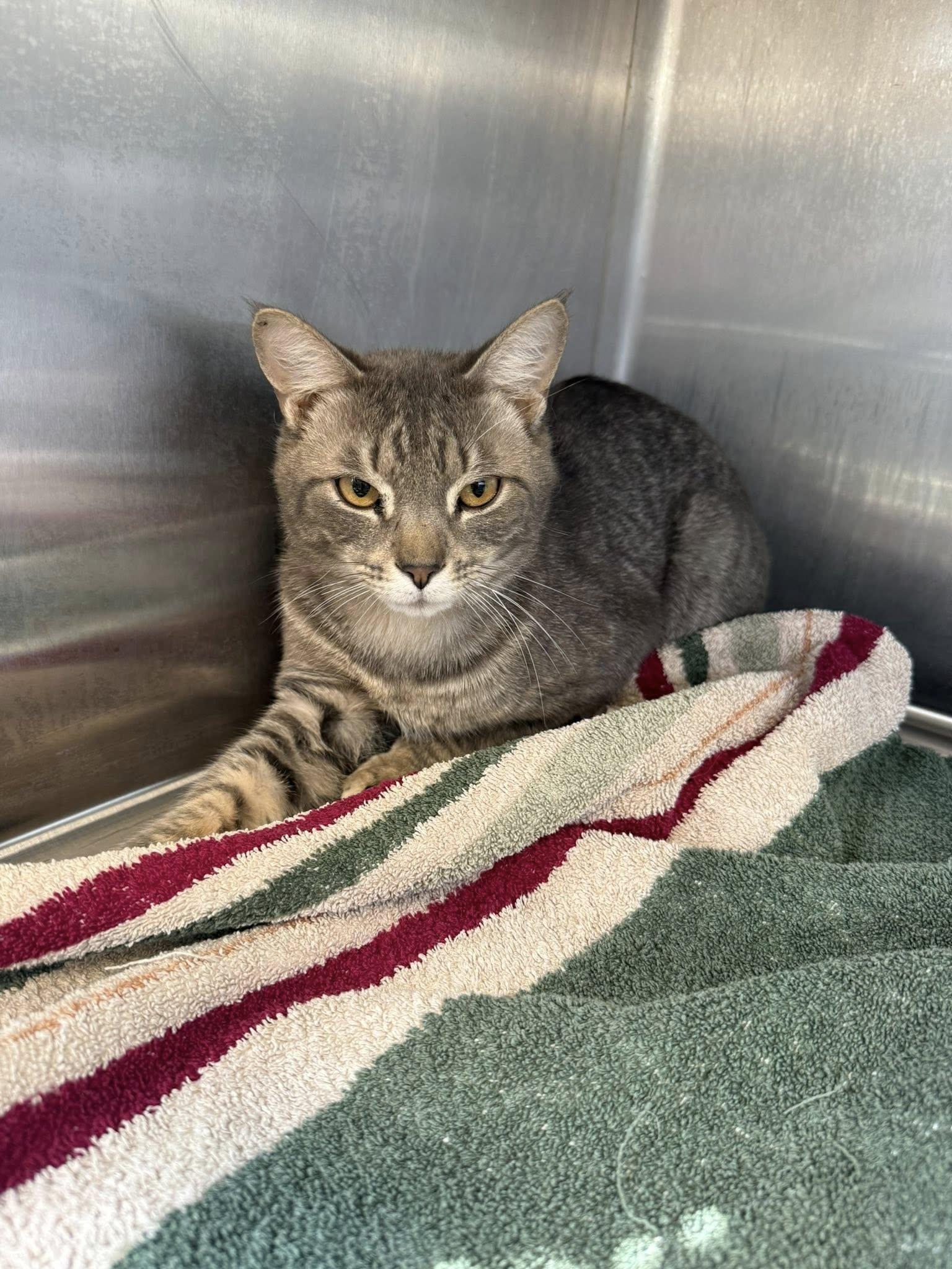 Max MCACC, ADOPTABLE, Kitten Male Tabby.