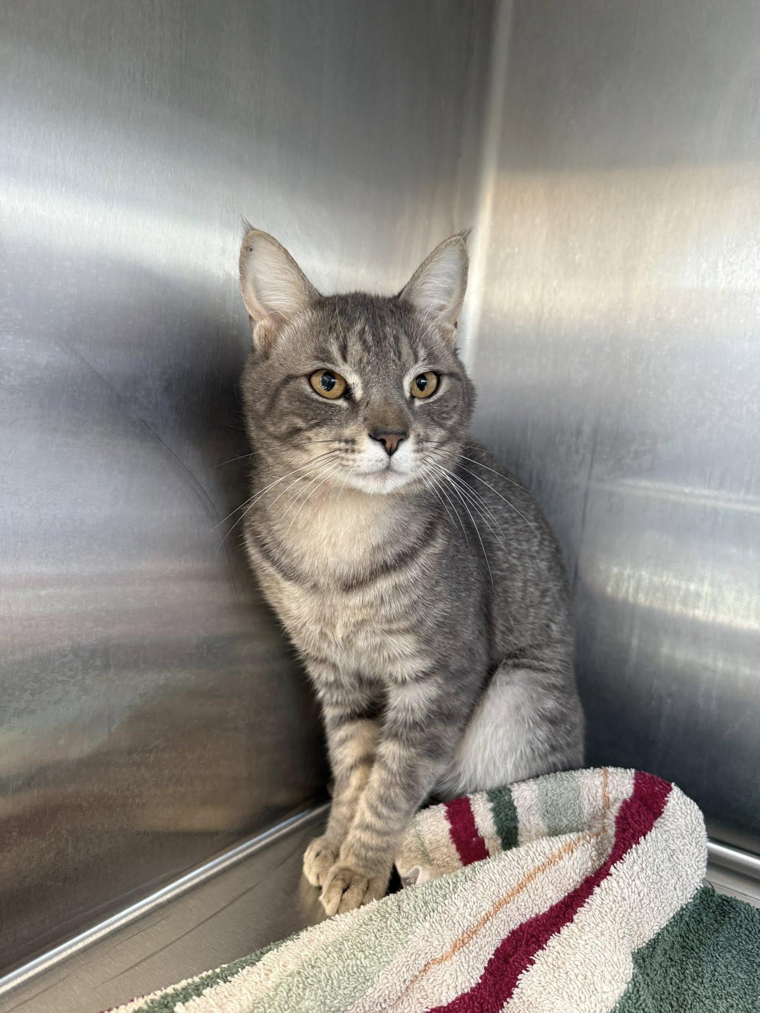 Enlarge Max MCACC, a ADOPTABLE Tabby in Clarksville, TN image 4/4