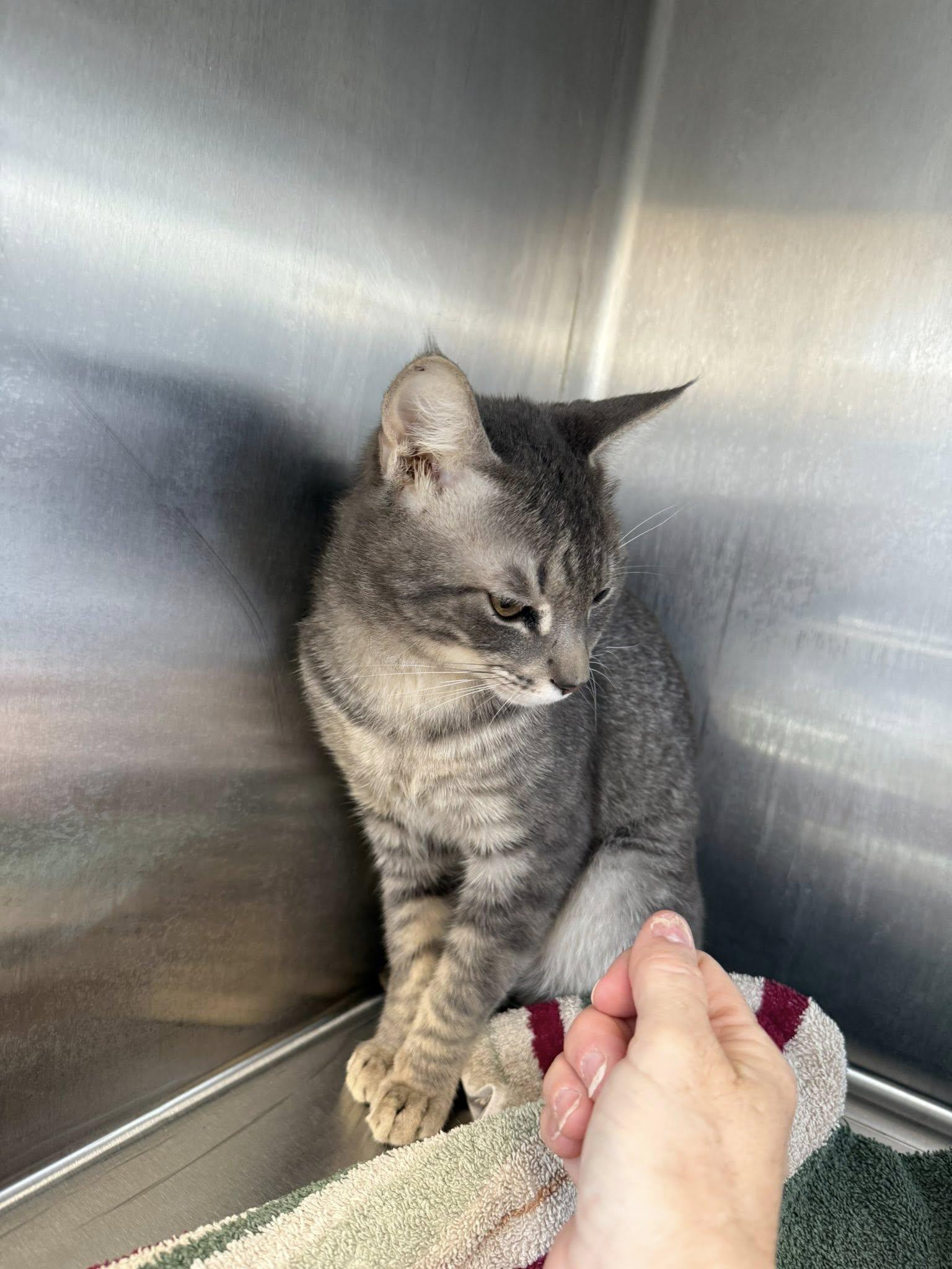 Enlarge Max MCACC, a ADOPTABLE Tabby in Clarksville, TN image 2/4