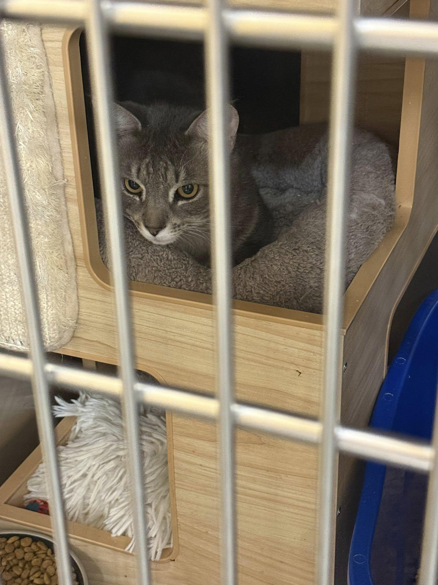 Enlarge Max MCACC, a ADOPTABLE Tabby in Clarksville, TN image 3/4