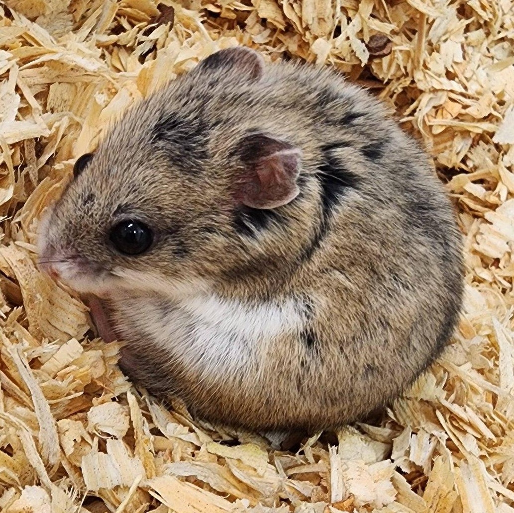 Tiny Timmy, ADOPTABLE, Adult Male Hamster.