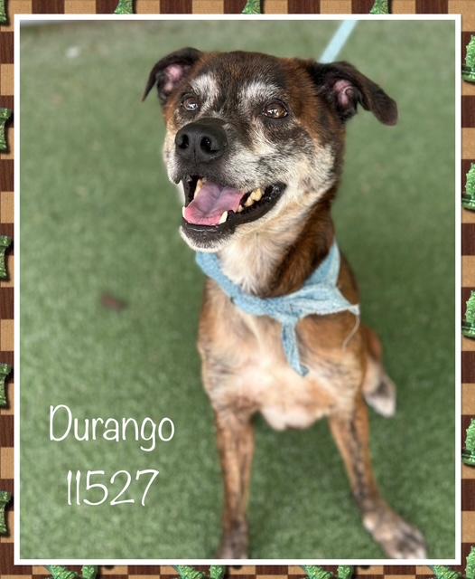 Say hello to the darling 7 year old Durango Durango is not a big boy at all only weighs 33