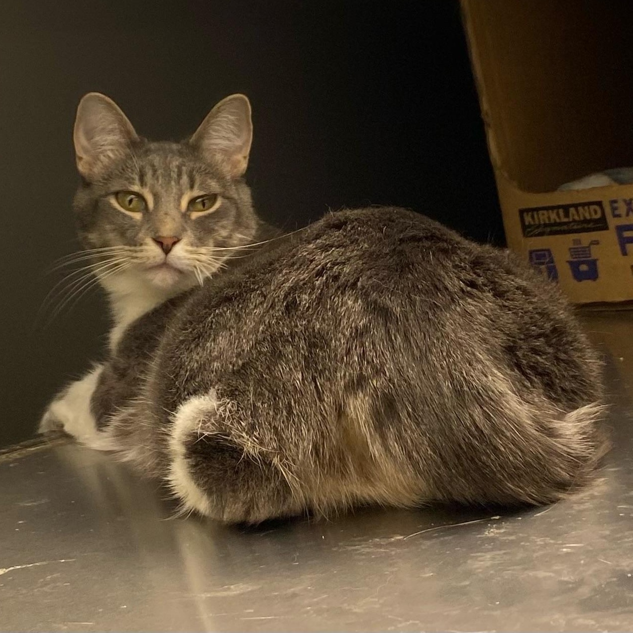 Angelica, Adoptable, Adult Female Domestic Short Hair.