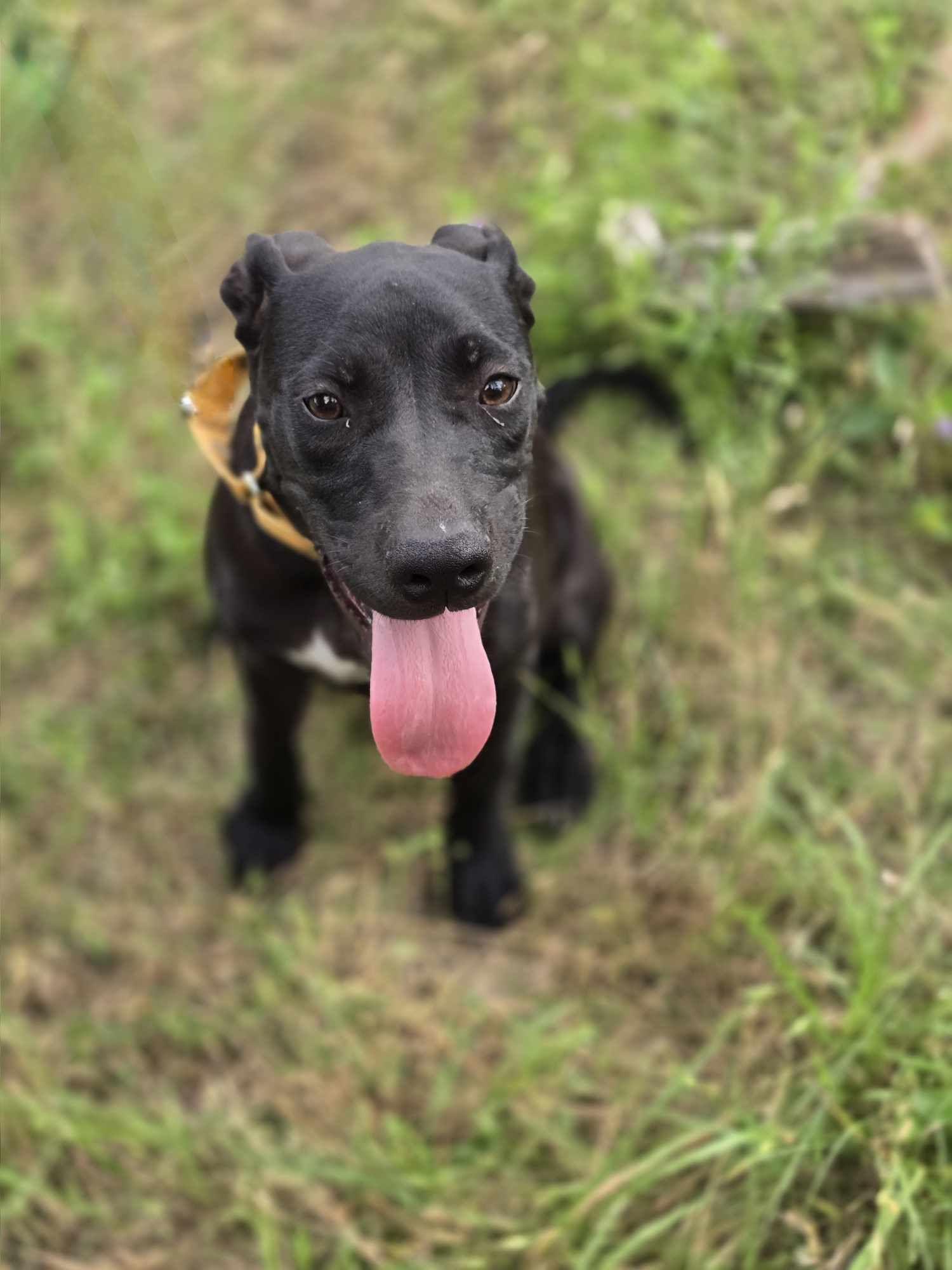 Sugar Plum, an adoptable Mixed Breed in Sagle, ID, 83860 | Photo Image 1