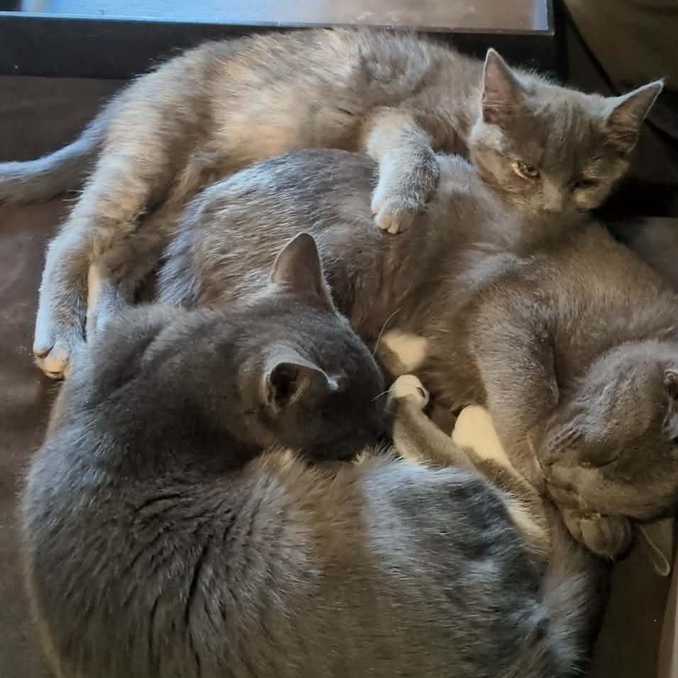 Enlarge Giulia, a Adoptable Domestic Short Hair in Jarrettsville, MD image 1/6