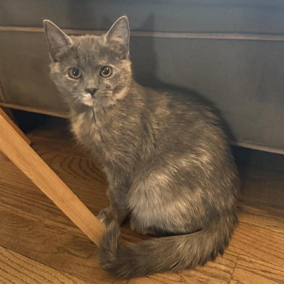 Enlarge Giulia, a Adoptable Domestic Short Hair in Jarrettsville, MD image 2/6