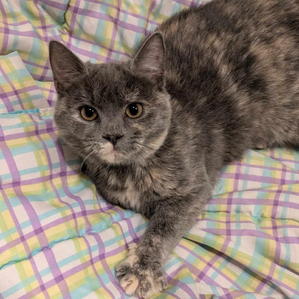 Enlarge Giulia, a Adoptable Domestic Short Hair in Jarrettsville, MD image 4/6