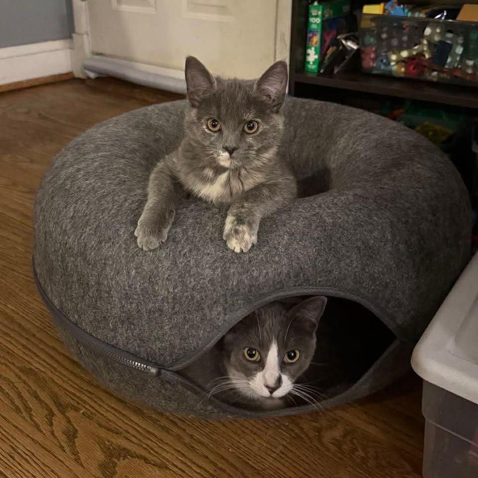 Enlarge Giulia, a Adoptable Domestic Short Hair in Jarrettsville, MD image 5/6