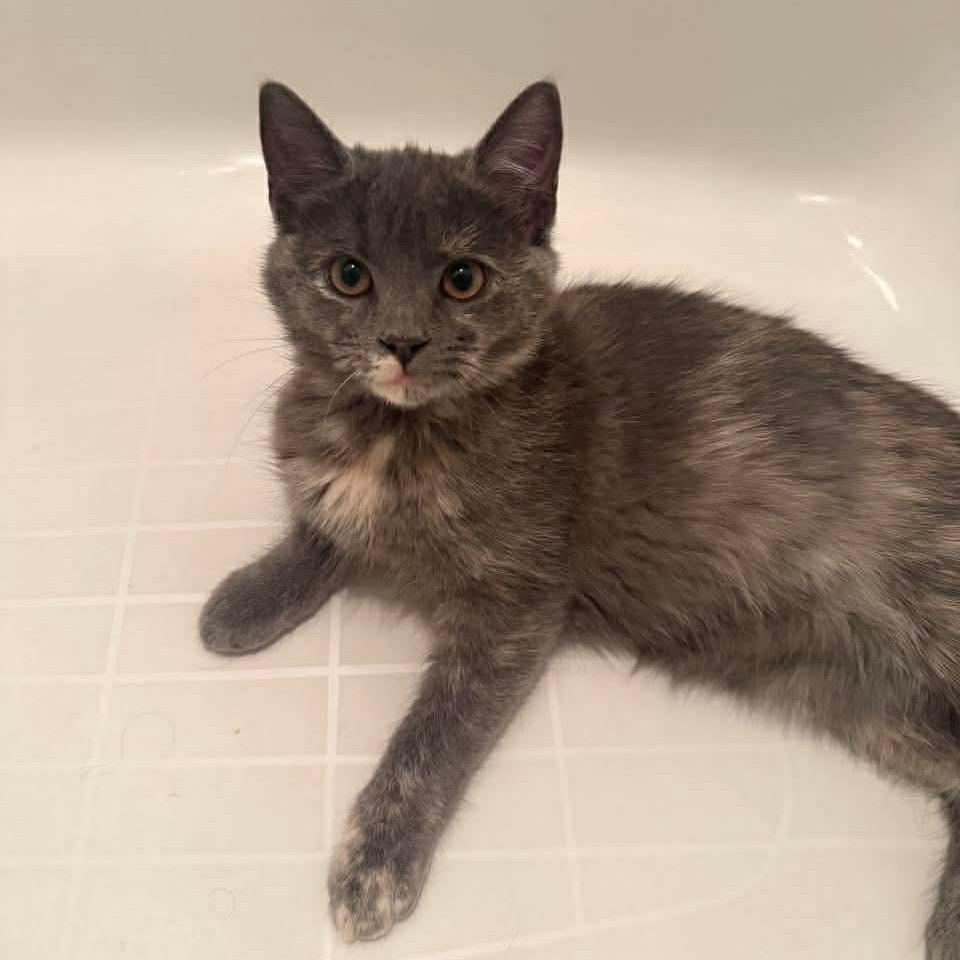 Enlarge Giulia, a Adoptable Domestic Short Hair in Jarrettsville, MD image 6/6