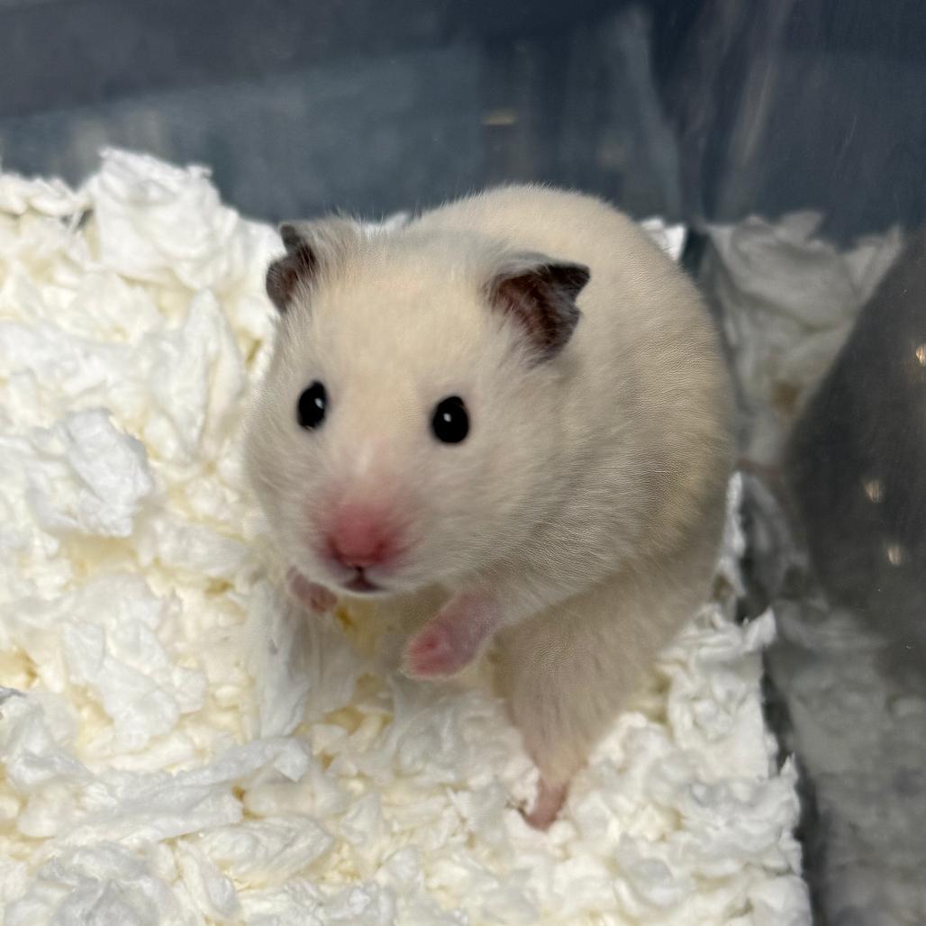 Enlarge White Chocolate Raspberry Truffle Cheesecake, an adopted Hamster in Medford, NY image 1/1