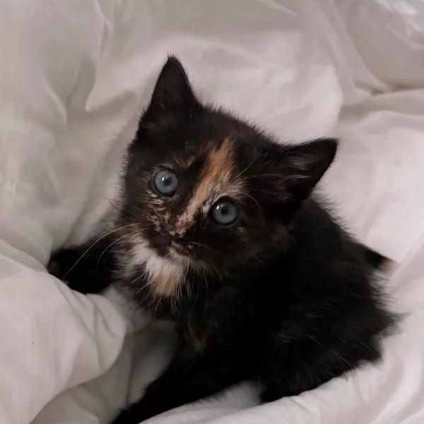 Clementine, adopted, Kitten Female Domestic Short Hair.