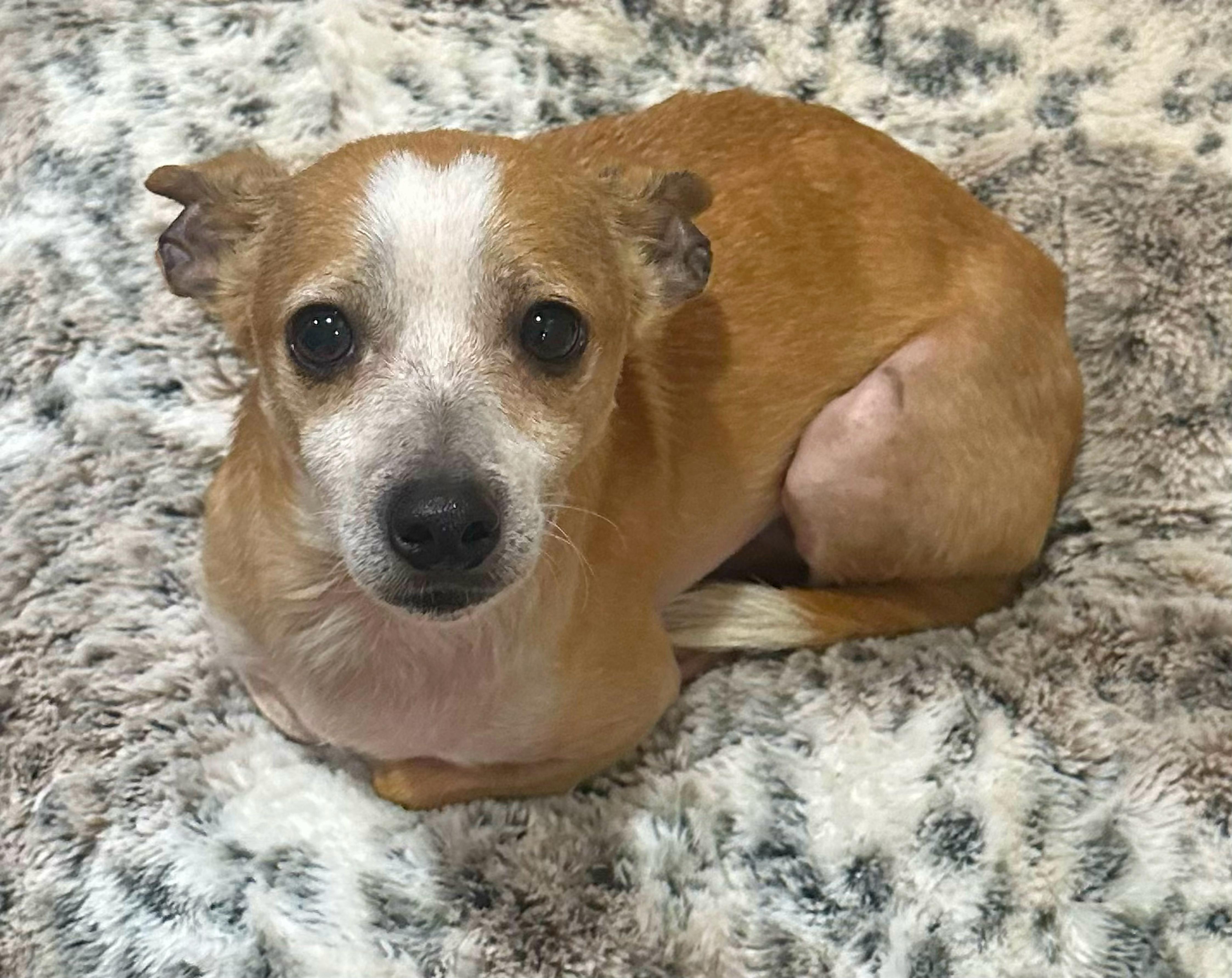 Cheech, ADOPTABLE, Adult Male Chihuahua.