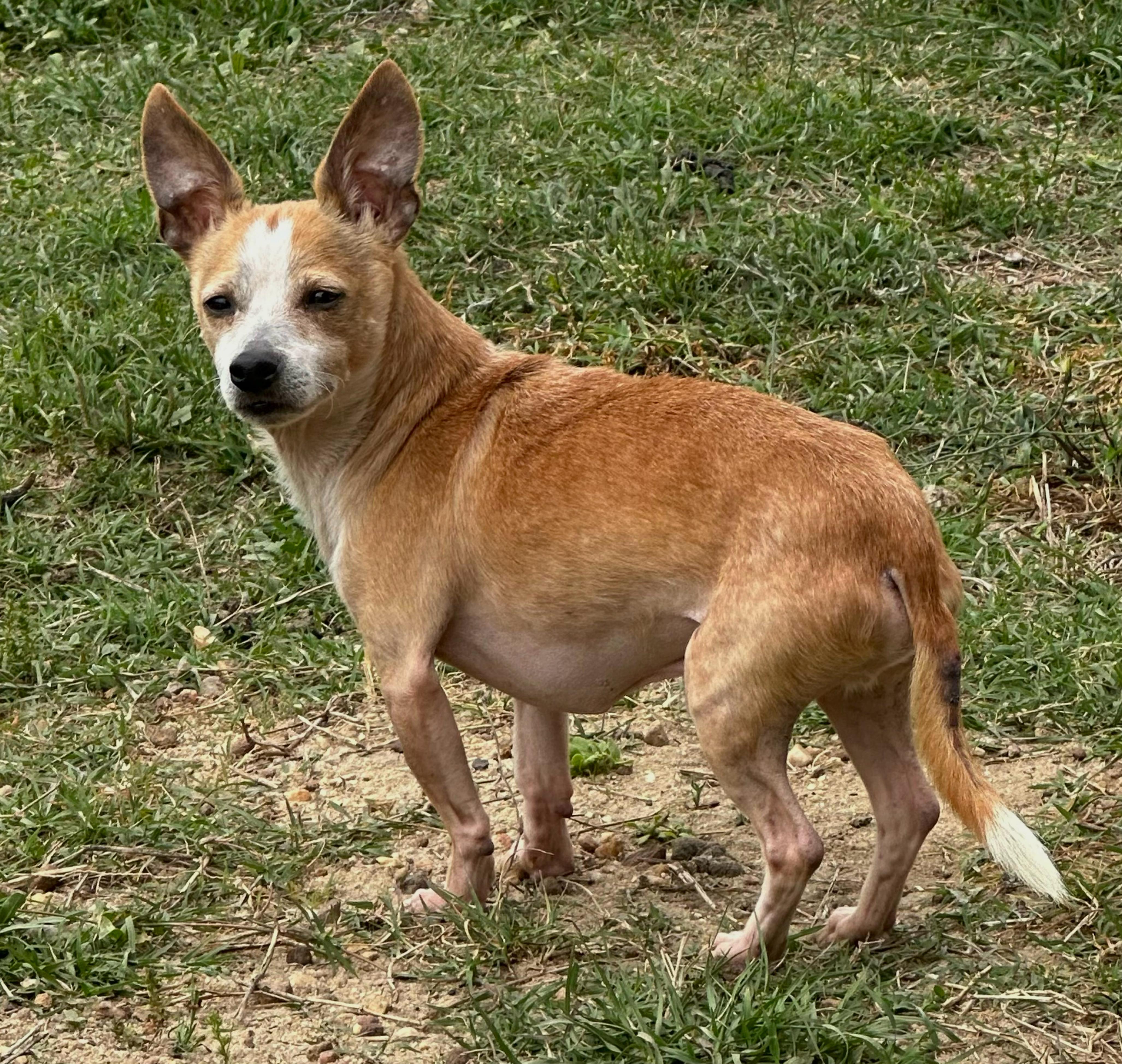 Enlarge Cheech, a ADOPTABLE Chihuahua in Douglas, GA image 2/2