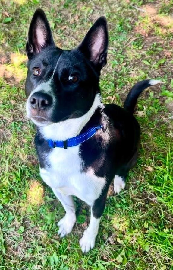 Enlarge Raven, a ADOPTABLE mixed breed in Springfield, VT image 1/5