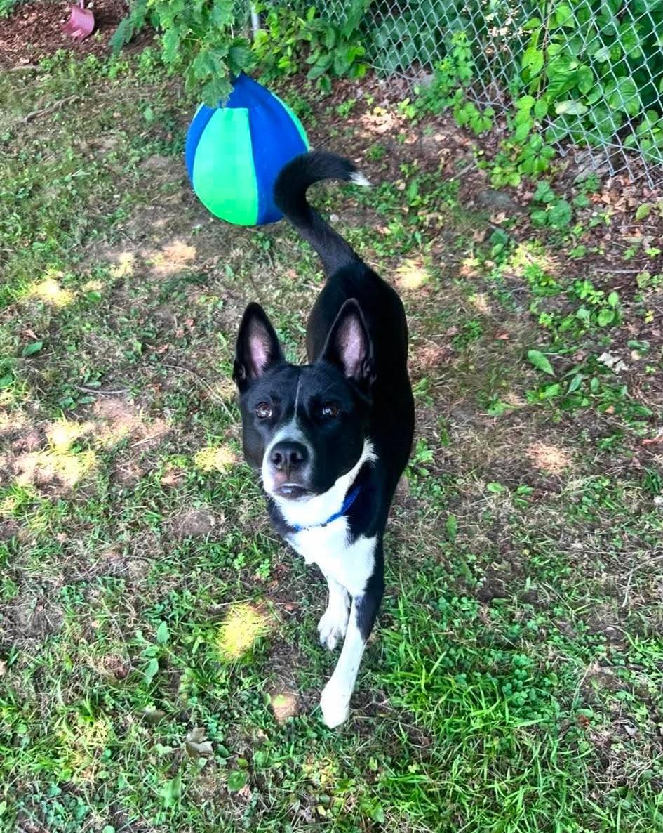 Enlarge Raven, a ADOPTABLE mixed breed in Springfield, VT image 4/5