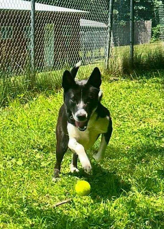 Enlarge Raven, a ADOPTABLE mixed breed in Springfield, VT image 2/5