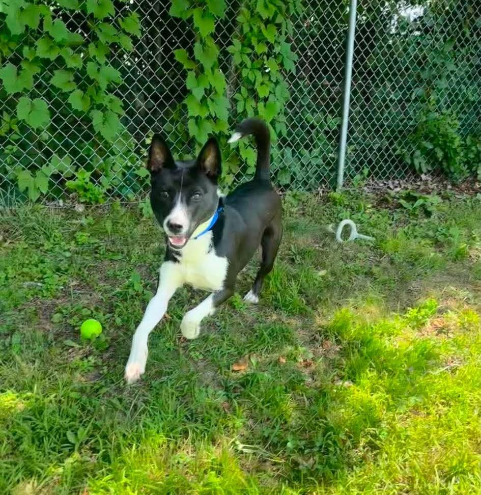 Enlarge Raven, a ADOPTABLE mixed breed in Springfield, VT image 3/5