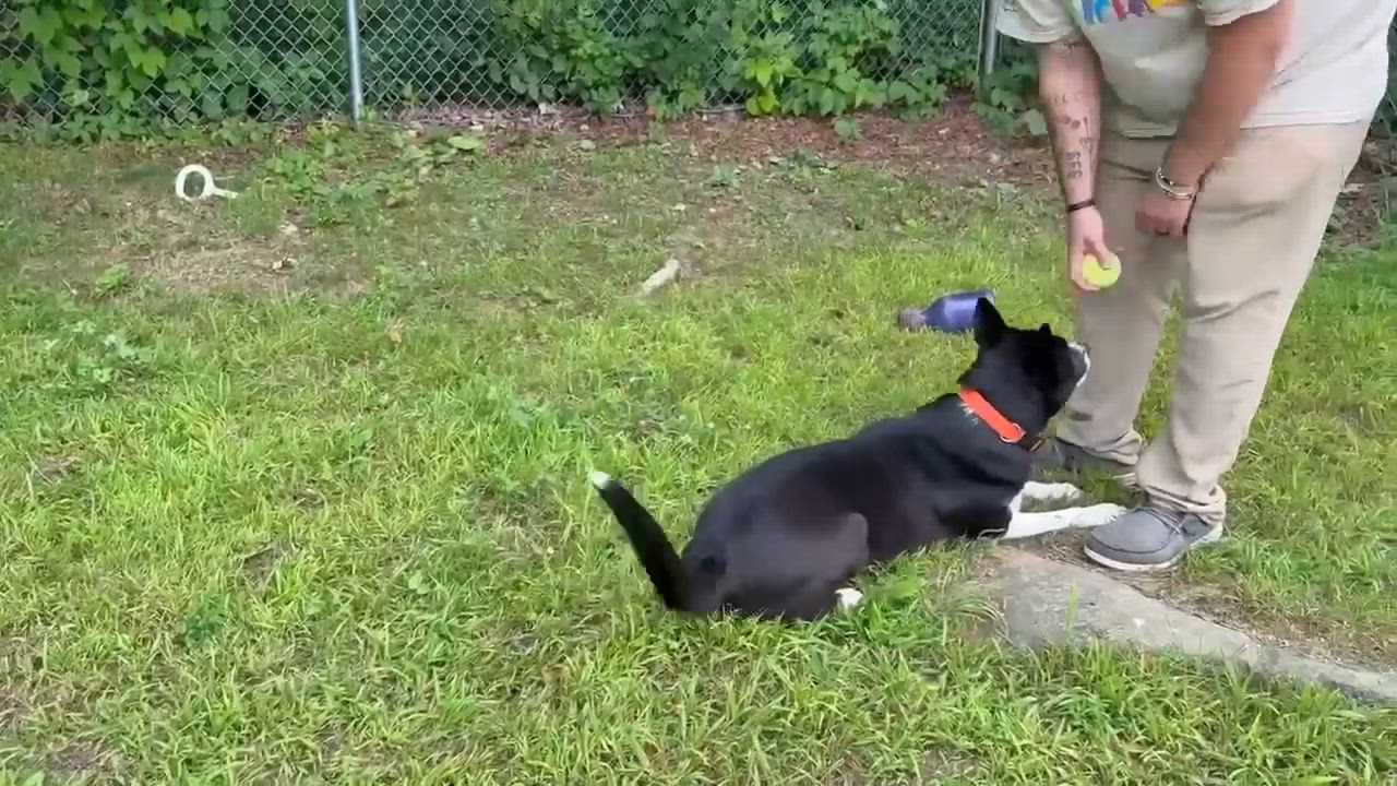 Enlarge Raven, a ADOPTABLE mixed breed in Springfield, VT video 5/5