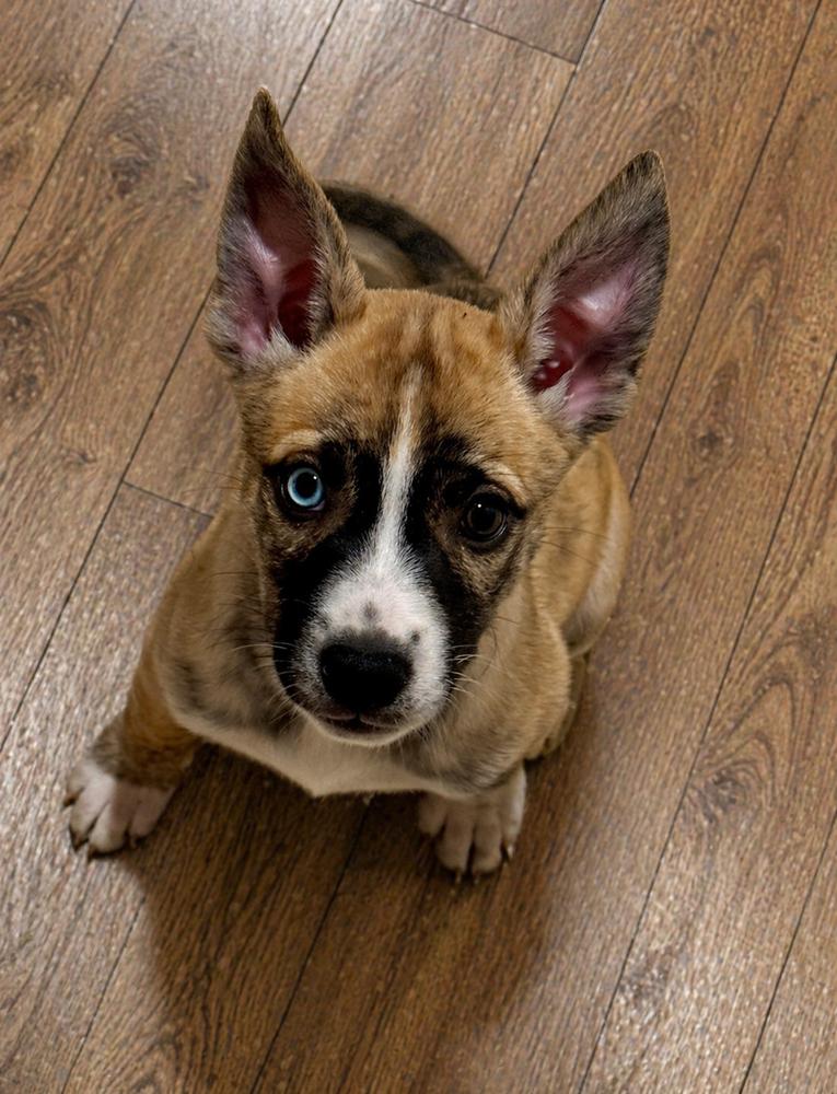 Lanai, an adopted mixed breed in Muskego, WI image 3/3