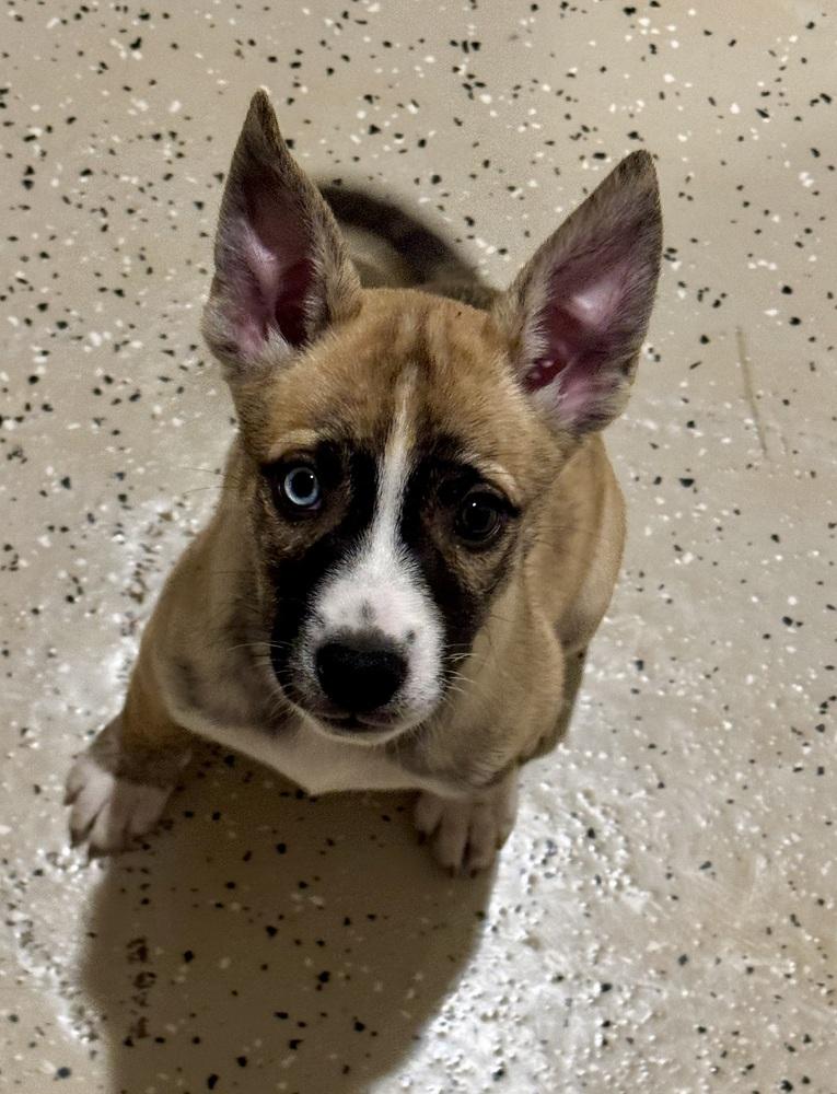 Lanai, an adopted mixed breed in Muskego, WI image 1/3