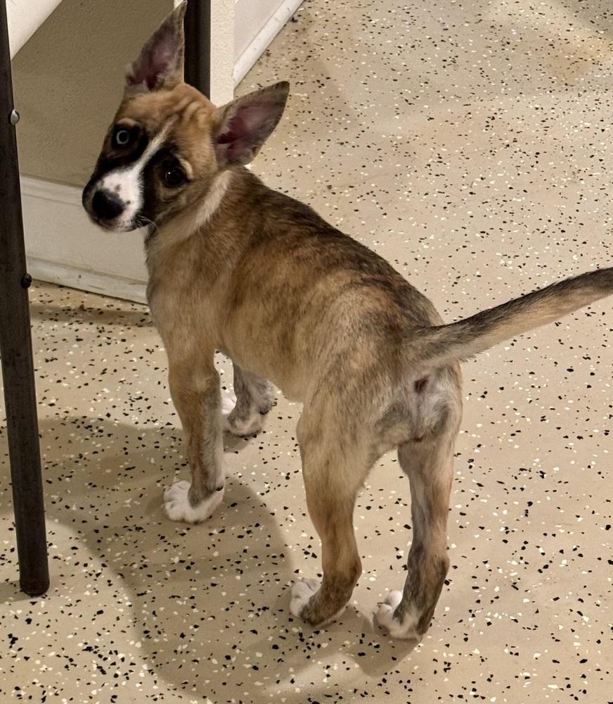 Lanai, an adopted mixed breed in Muskego, WI image 2/3
