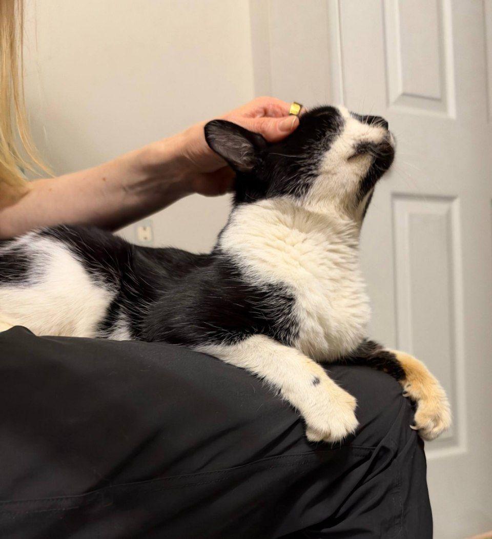 Enlarge Panda (lapcat), a Adoptable Domestic Short Hair in Fairfax, VA image 2/4