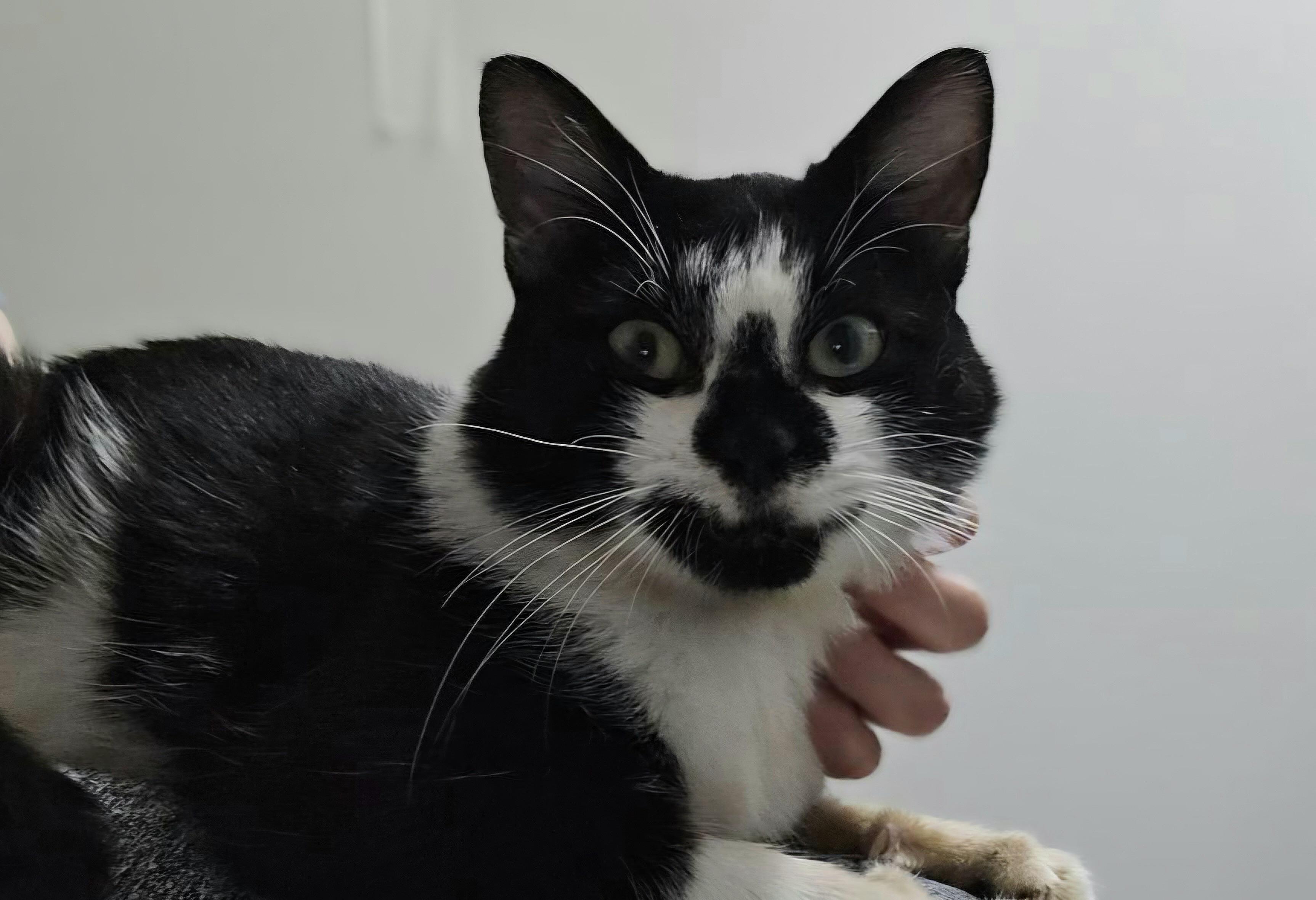 Panda (lapcat), Adoptable, Kitten Male Domestic Short Hair.