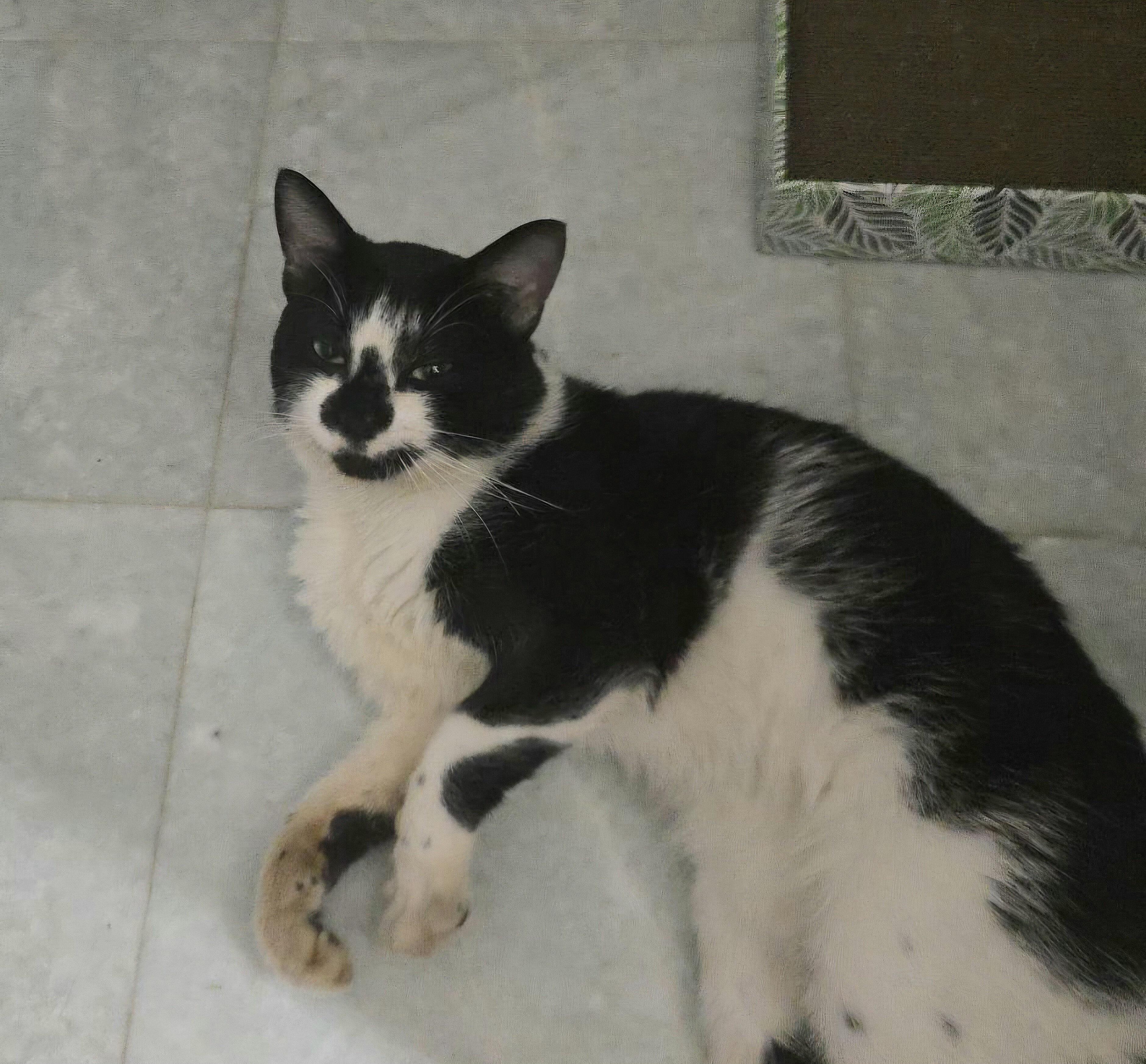 Enlarge Panda (lapcat), a Adoptable Domestic Short Hair in Fairfax, VA image 4/4