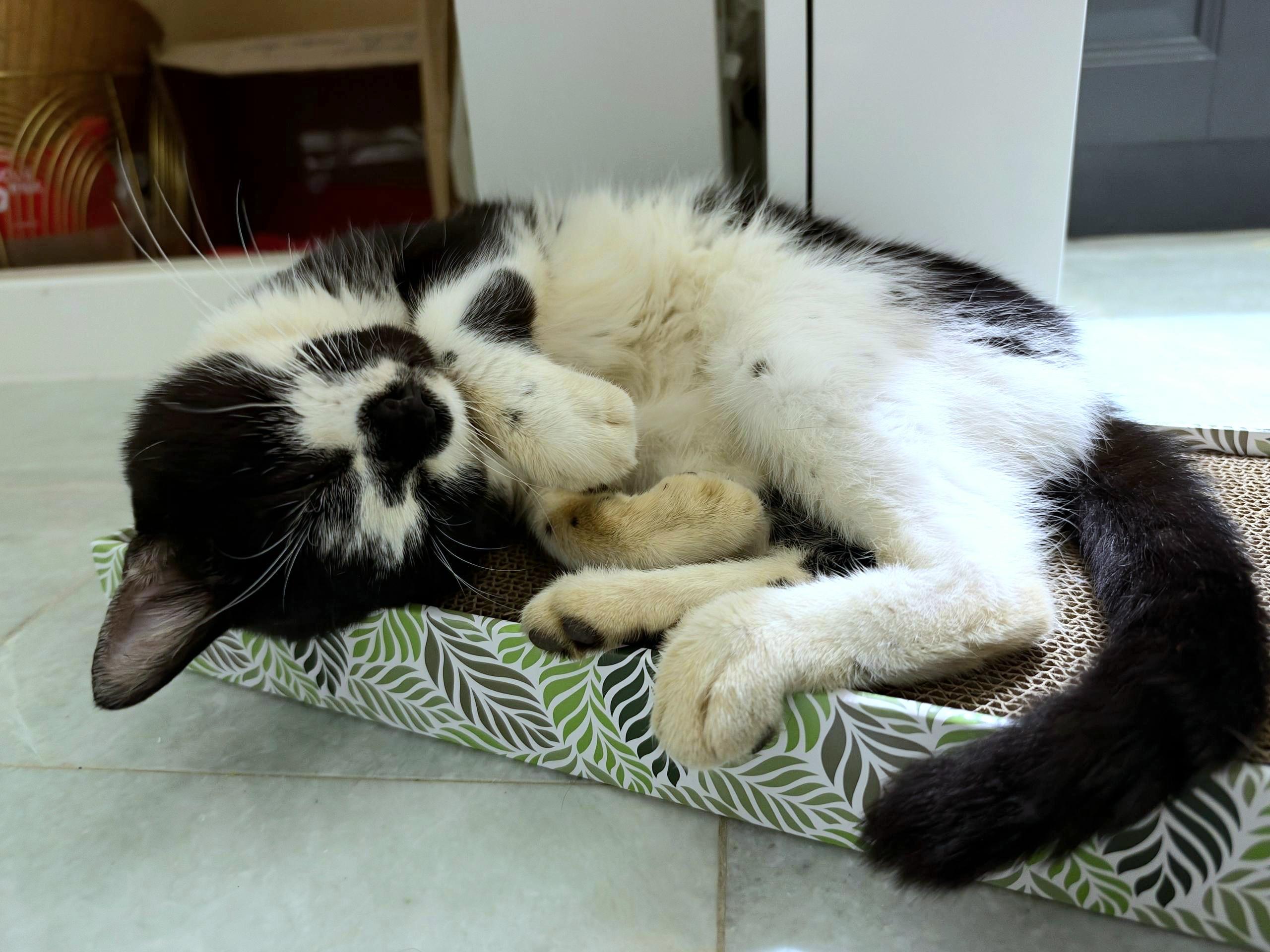Enlarge Panda (lapcat), a Adoptable Domestic Short Hair in Fairfax, VA image 3/4