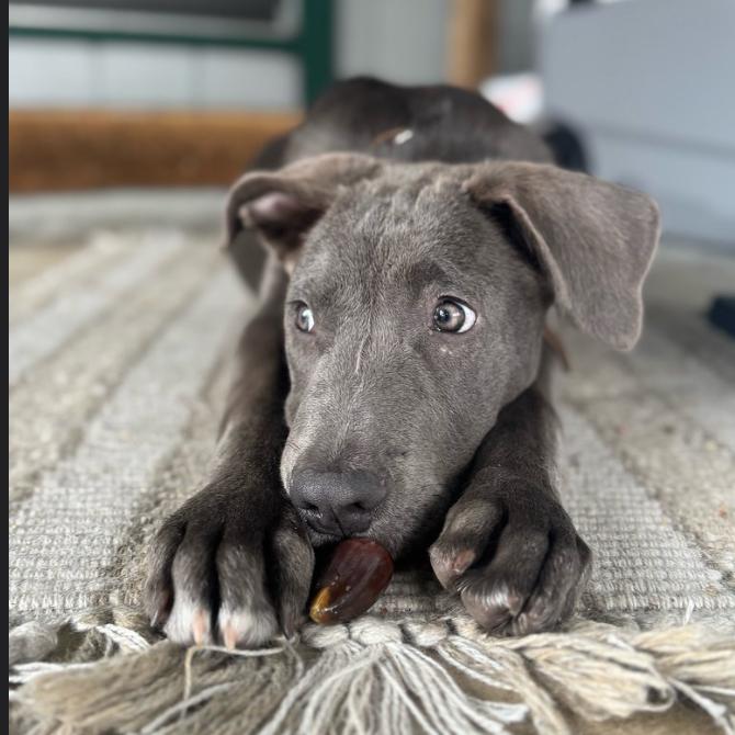 Enlarge Colt, a Adoptable Pit Bull Terrier in Sunnyvale, CA image 1/1