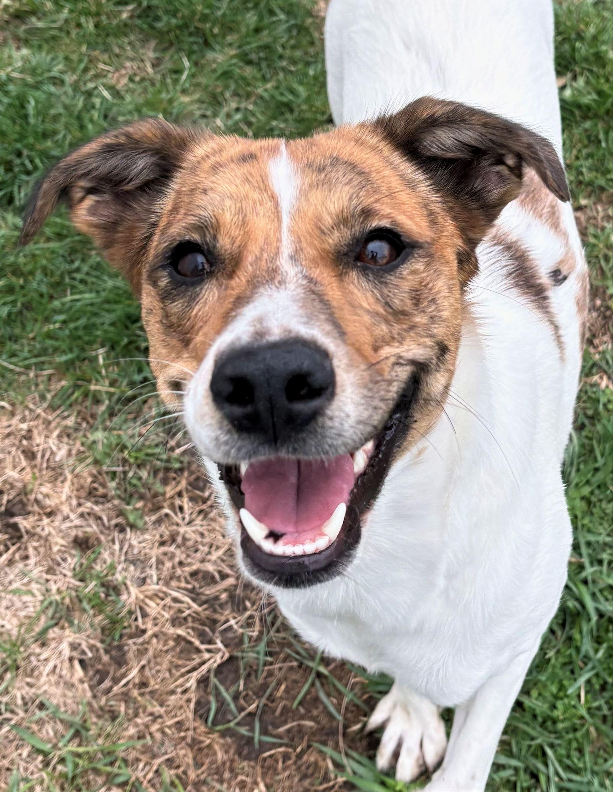 Enlarge Willow, a ADOPTABLE mixed breed in Iowa City, IA image 1/3
