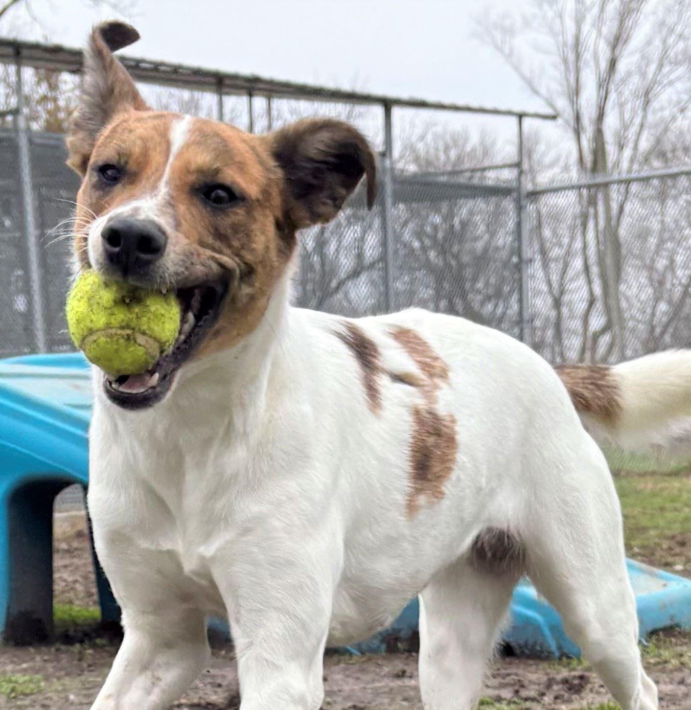 Enlarge Willow, a ADOPTABLE mixed breed in Iowa City, IA image 2/3