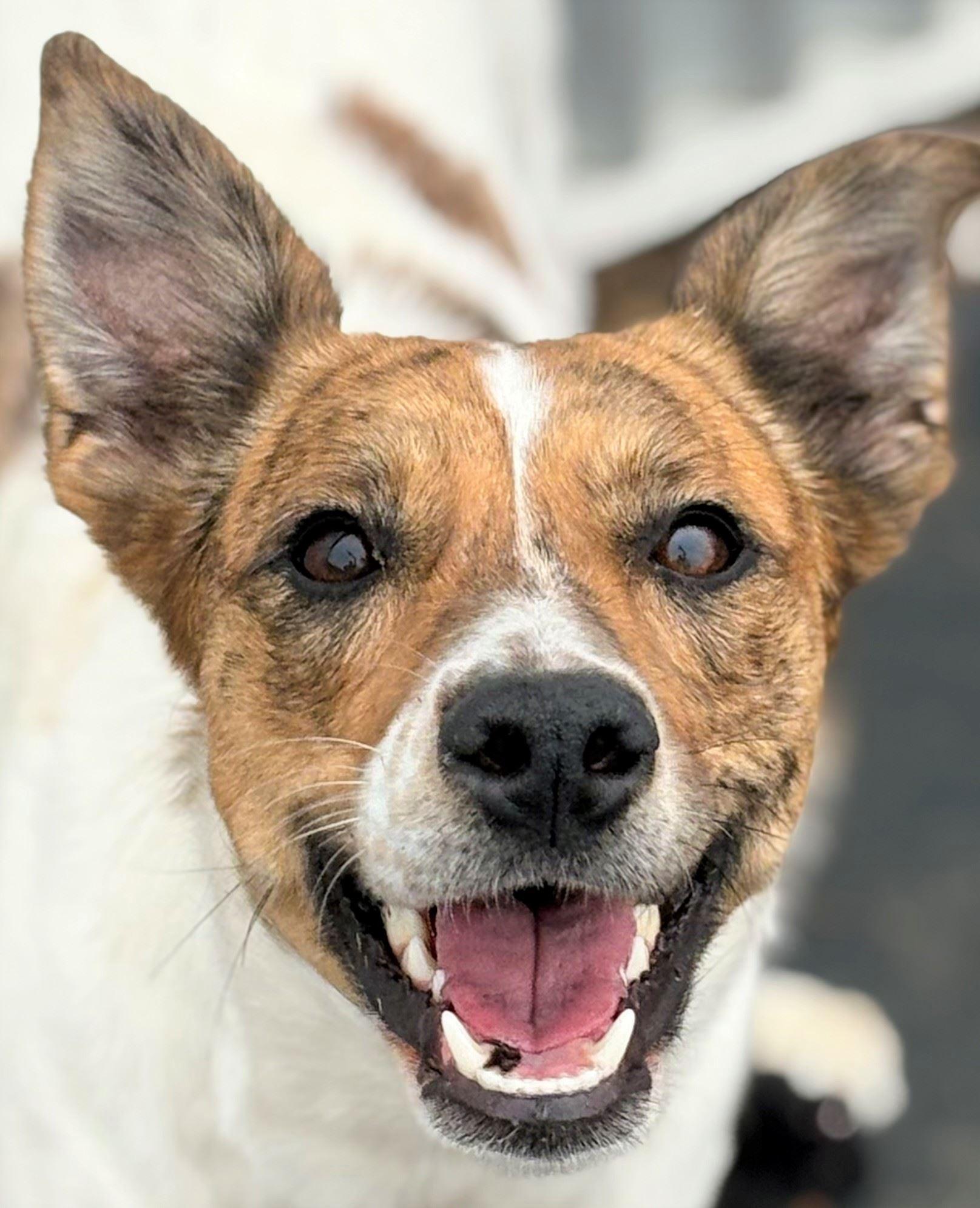 Enlarge Willow, a ADOPTABLE mixed breed in Iowa City, IA image 3/3