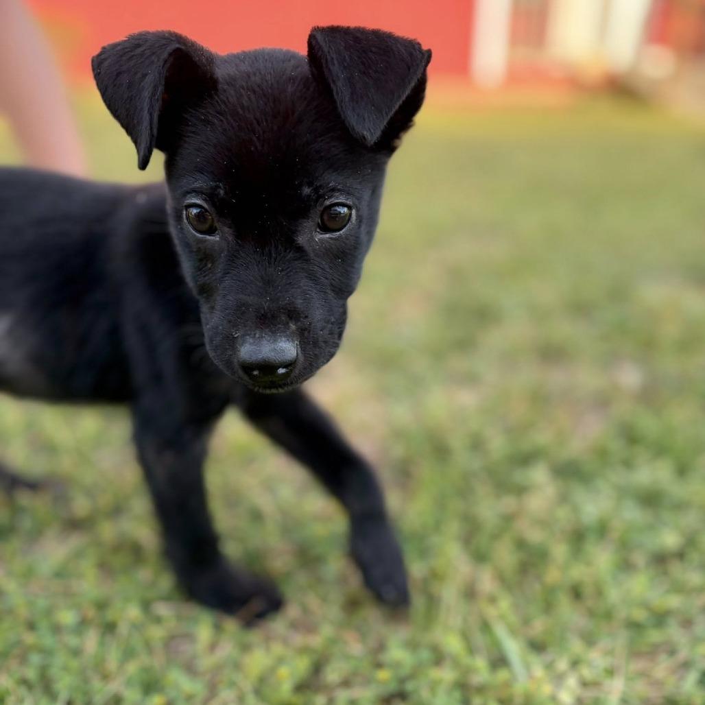Enlarge Scuff fka Meyer, a Adoptable mixed breed in Enterprise, AL image 1/2
