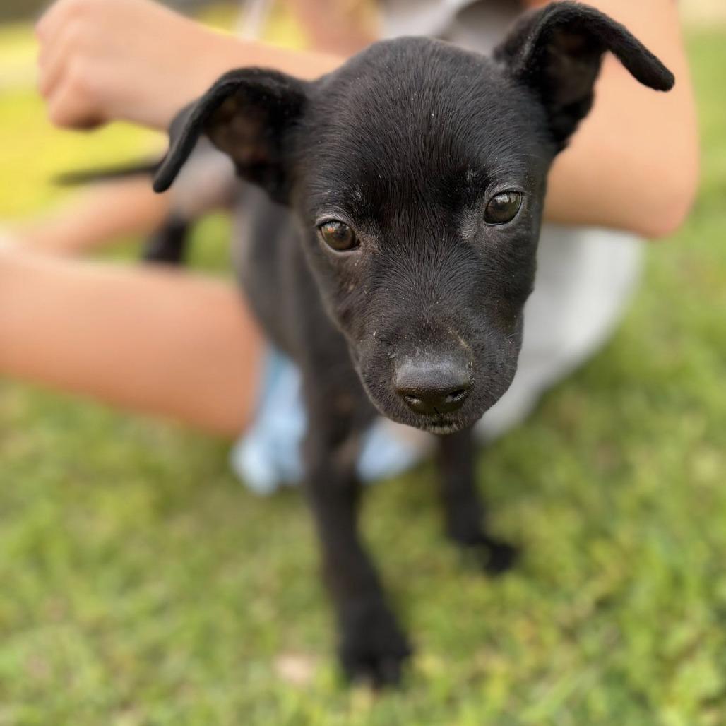 Enlarge Scuff fka Meyer, a Adoptable mixed breed in Enterprise, AL image 2/2