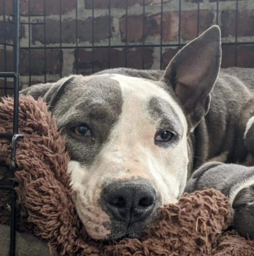 Bindi, Adult Female American Staffordshire Terrier
