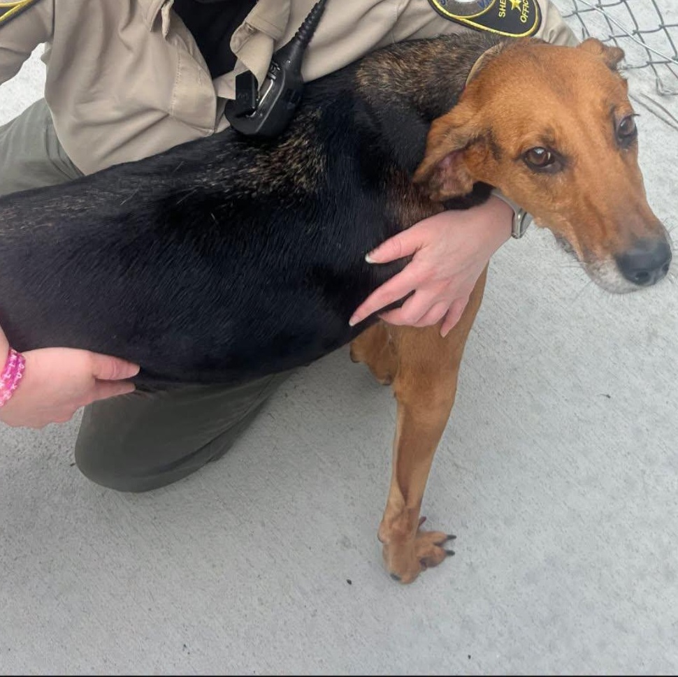 Sadie, ADOPTABLE, Adult Female Hound.